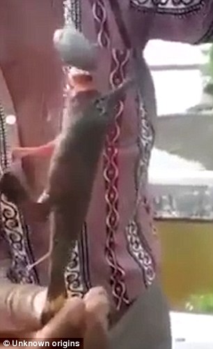 Cá có chân  0 cá có chân, bắt được cá có chân, cá biến dị