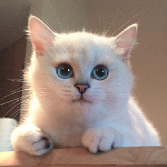 mèo Coby, mèo có đôi mắt đẹp nhất, mèo đẹp nhất thế giới