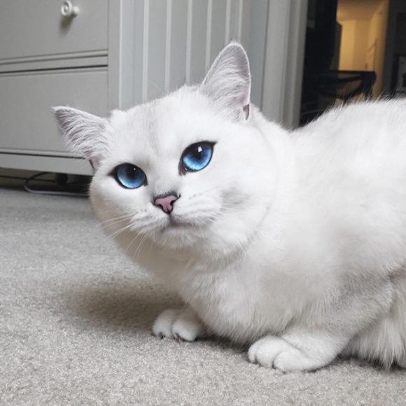 mèo Coby, mèo có đôi mắt đẹp nhất, mèo đẹp nhất thế giới