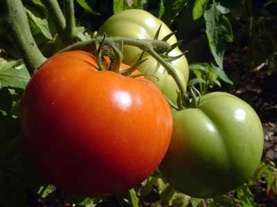 Món ăn không tốt cho sức khỏe, Cà chua xanh, Măng tươi