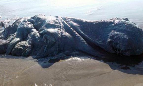 quái vật khổng lồ, quái vật trên biển mexico, quái vật đang phân hủy trên biển