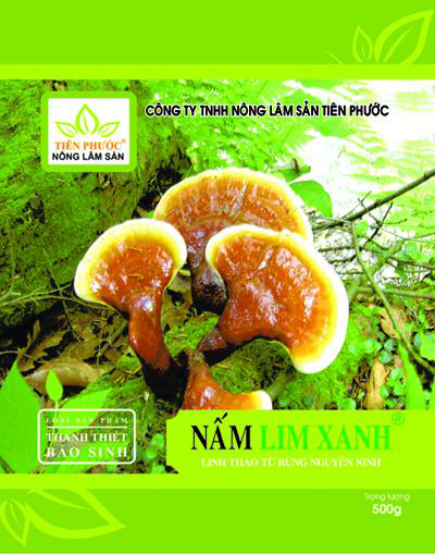 nam-lim-xanh-153-1-ngoisao 0 Nấm lim xanh, Tác dụng của nấm lim xanh, phục hồi thể trạng sau xạ trị