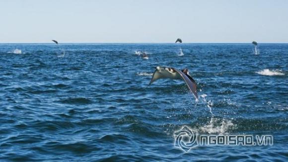 cá đuối bay trên mặt biển, cá đuối bay như chim, cá biết bay, kỳ lạ, cá đuối