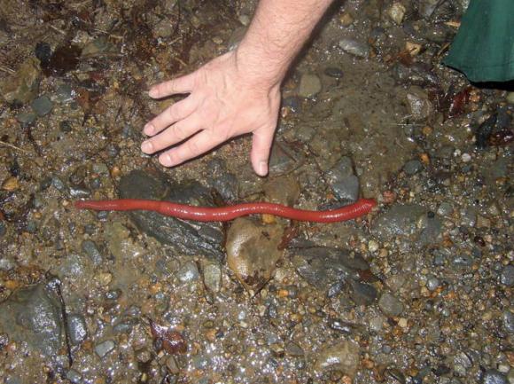đỉa đỏ khổng lồ, đia va giun dat, giun dat khong lo, dia do Kinabalu