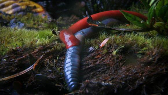 đỉa đỏ khổng lồ, đia va giun dat, giun dat khong lo, dia do Kinabalu