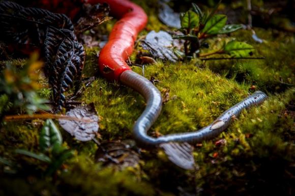 đỉa đỏ khổng lồ, đia va giun dat, giun dat khong lo, dia do Kinabalu