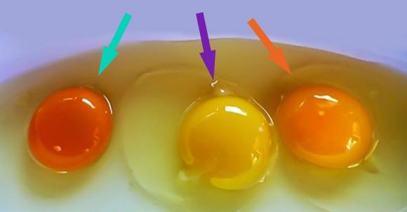 Cách nhận biết trứng gà tốt, phân biệt trứng gà tốt, màu lòng đỏ trứng