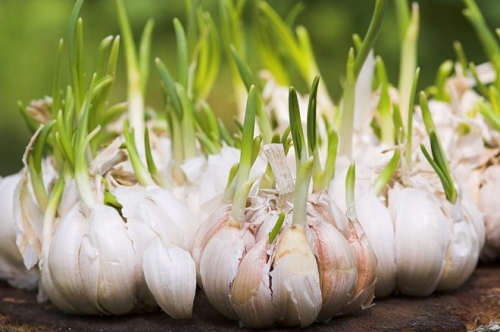 Tỏi mọc mầm, Phòng chống ung thư, Ung thư