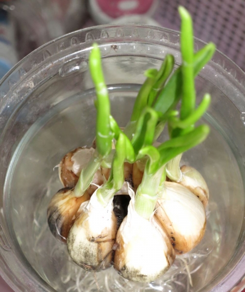 Tỏi mọc mầm, Phòng chống ung thư, Ung thư