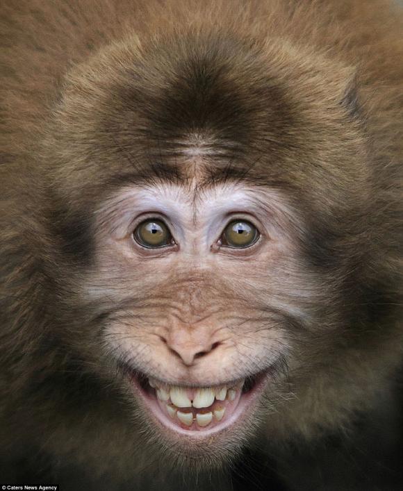 Những động vật cười để bạn không ngừng cười thích thú và sảng khoái. Hãy tìm hiểu và tìm kiếm những hình ảnh vui nhộn của những động vật ngoài mặt cười đáng yêu.