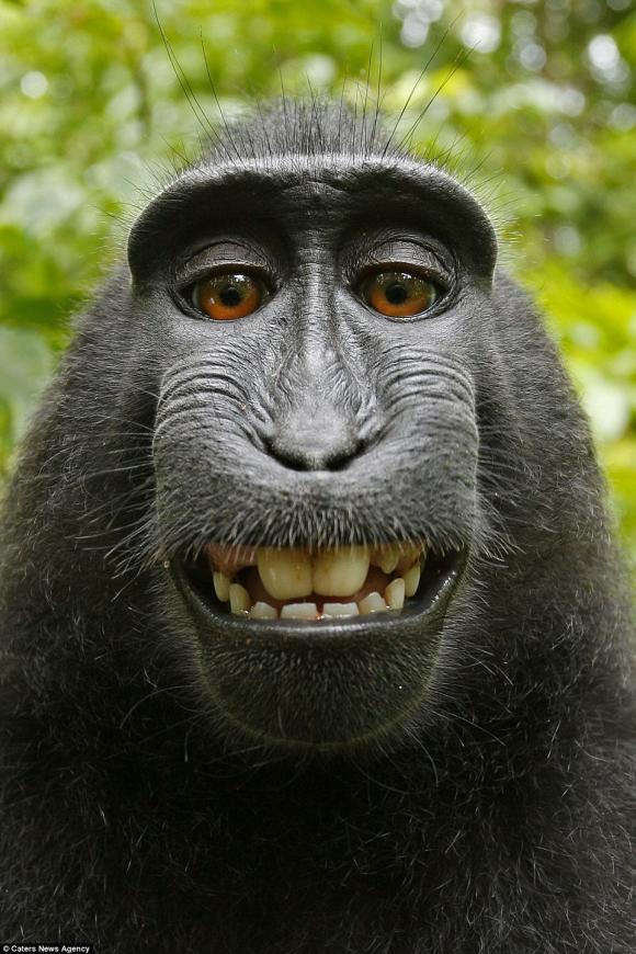 Bạn có biết động vật cũng có thể khiến chúng ta cười đến nỗi bị chuột cắn lưỡi không? Hãy xem hình ảnh Động vật cười để thưởng thức nụ cười đáng yêu của các loài vật nhé!