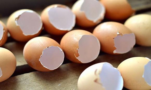 vỏ trứng, trứng, công dụng của vỏ trứng.