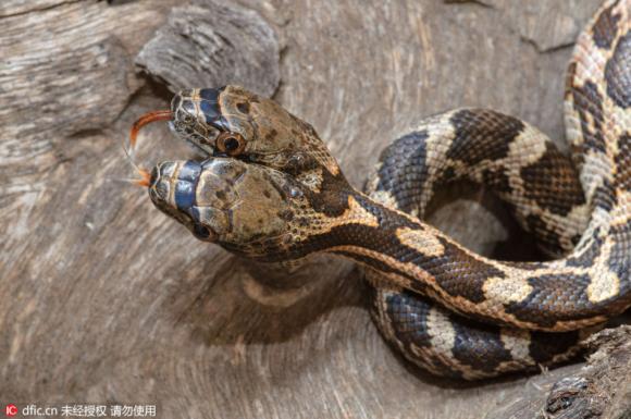 snakes with 2 heads, snakes with 2 heads bite each other, rare 2-headed snakes, 2-headed animals