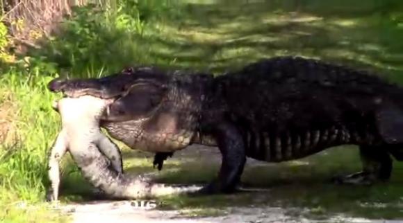 crocodiles nearly 4m long, crocodiles nearly 4m long eat cannibals, crocodiles nearly 4m long eat pythons, crocodiles, giant animals