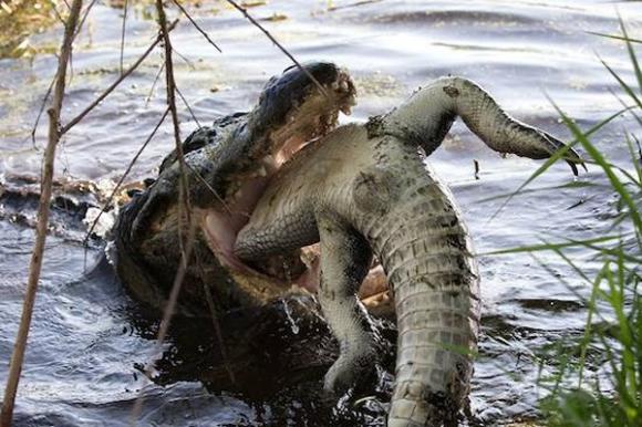 crocodiles nearly 4m long, crocodiles nearly 4m long eat cannibals, crocodiles nearly 4m long eat pythons, crocodiles, giant animals