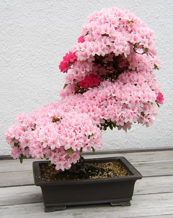 mẫu bonsai đẹp, cây bonsai, bonsai