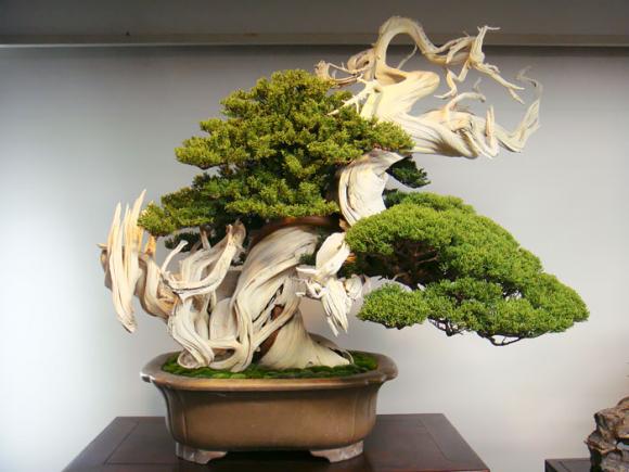 mẫu bonsai đẹp, cây bonsai, bonsai