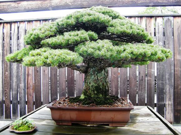 mẫu bonsai đẹp, cây bonsai, bonsai
