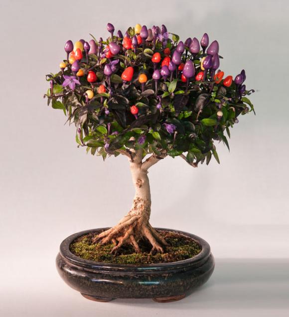 mẫu bonsai đẹp, cây bonsai, bonsai