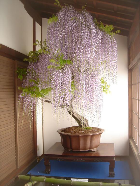 mẫu bonsai đẹp, cây bonsai, bonsai