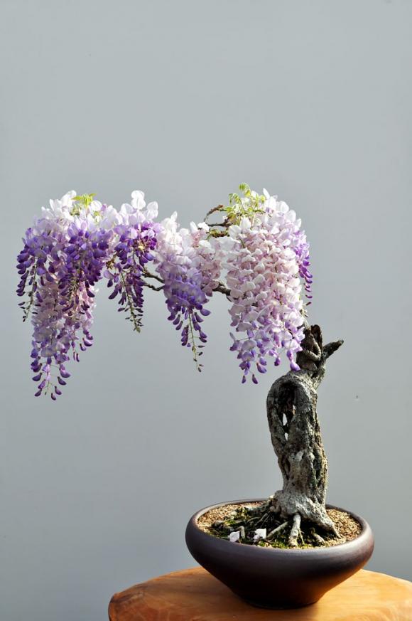 mẫu bonsai đẹp, cây bonsai, bonsai