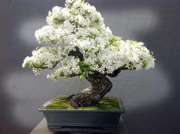 mẫu bonsai đẹp, cây bonsai, bonsai