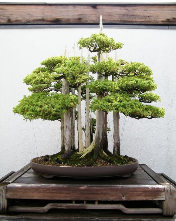 mẫu bonsai đẹp, cây bonsai, bonsai