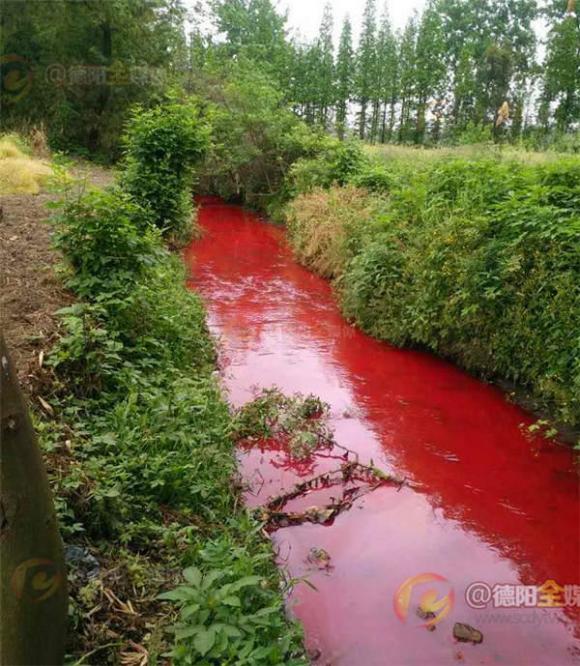  nước kênh bị ô nhiễm đỏ như máu,  nước kênh bị ô nhiễm đỏ như máu gây bệnh,  nước kênh bị ô nhiễm đỏ như máu tại trung quốc