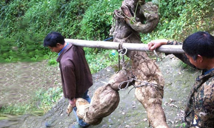 sắn dẻo ruột vàng, củ sắn, chè sắn