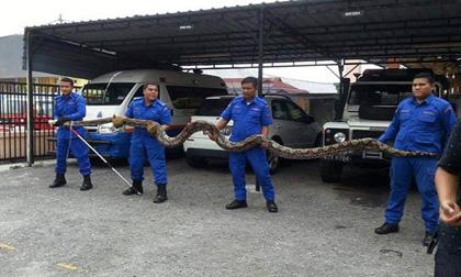 Loài rắn lớn nhất thế giới, trăn nam mỹ, thế giới động vật