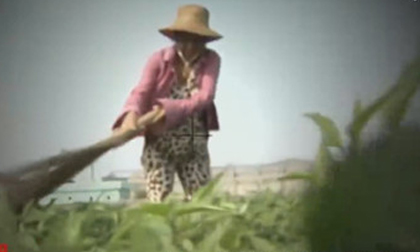 Cây chổi quét rau, Phóng viên VTV làm phóng sự Cây chổi quét rau, Phóng viên VTV xin lỗi người trồng rau