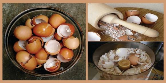 vỏ trứng, tác dụng vỏ trứng, vo trung, trung ga, sức khỏe 