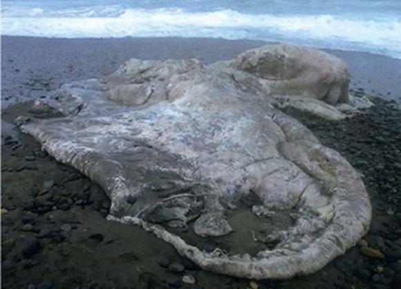 xác động vật khổng lồ, quái vật, xác động vật khổng lồ dạt bở biển, thủy quái