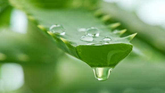 ghẻ, bệnh ghẻ, điều trị ghẻ, ghẻ ngứa, con ghẻ, sức khỏe