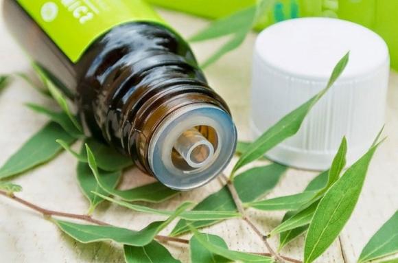 dầu trà, dau tra, thuốc quan trọng, tinh dầu, sức khỏe