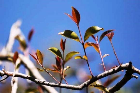 Lá Khat, Chát kích thích độc gấp 500 lần ma túy, Chất gây nghiện