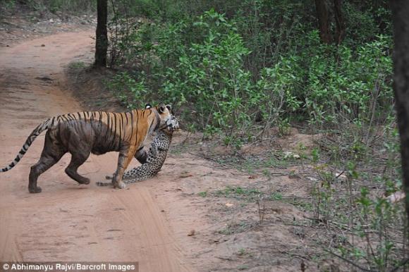 Hổ rừng , Hổ rừng ăn thịt báo đốm , động vật, hổ ăn thịt báo