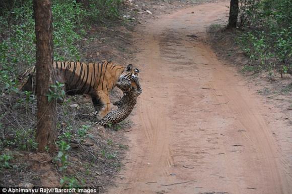 Hổ rừng , Hổ rừng ăn thịt báo đốm , động vật, hổ ăn thịt báo