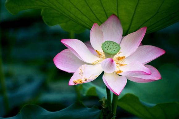 Chè hạt sen, Gà hấp lá sen, Nhà hàng Ao-Ta, Món ăn ngon từ sen