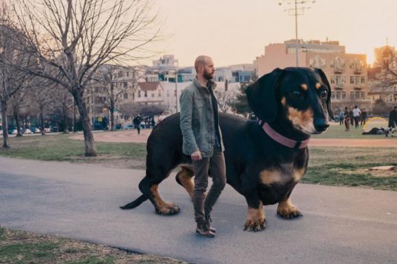 chó Dachshund khổng lồ, chó khổng lồ, kỳ lạ