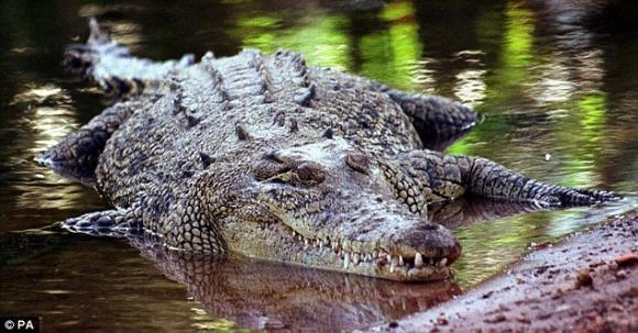 Cá sấu khổng lồ,  Cá sấu khổng lồ dài bằng 3 người đàn ông, cá sấu, động vật, kỳ quặc