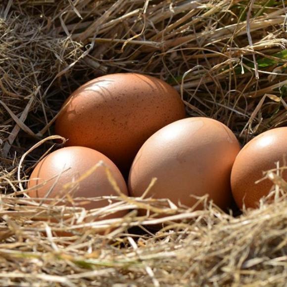 ăn trứng, lợi ích của việc ăn trứng, sức khỏe, trứng
