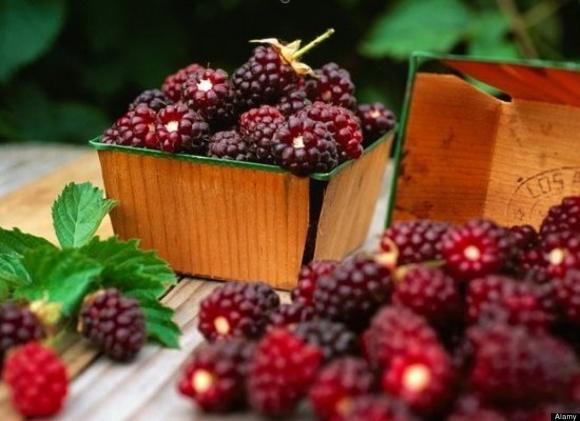 quả dâu tằm, công dụng quả dâu tằm, quả dâu tằm chữa bệnh, quả dâu