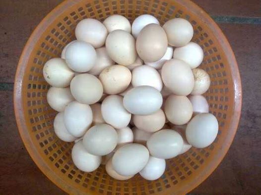 cơm viên trứng, cơm nguội với trứng, trứng chiên kiểu mới, món mới