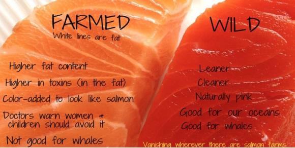 cá hồi, cá hồi nuôi, ca hoi nuoi, thực phẩm độc hại nhất, cá hồi nuôi là thực phẩm độc hại nhất
