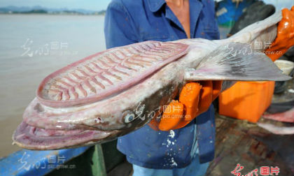 Cách Làm Món, cá kho, cá rô đồng kho tiêu, 