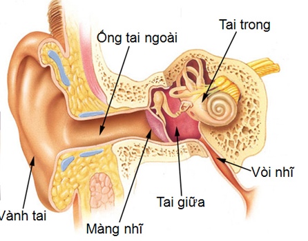 nhiễm trùng tai, chữa nhiễm trùng tai, cách chữa nhiễm trùng tai tự nhiên