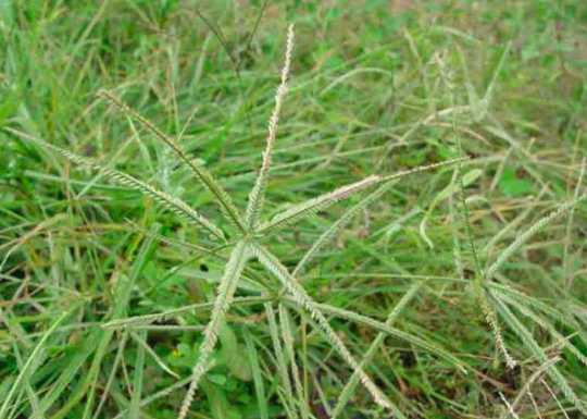 cỏ mần trầu, chữa bệnh từ thảo dược, co man trau, thảo dược