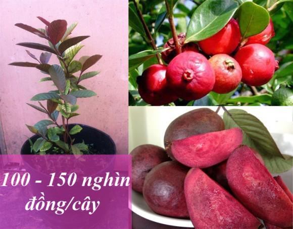 trái cây độc lạ, quả lạ, ổi tím, xoài tím, chuối đỏ, sầu riêng đỏ, cà chua tím, nhãn tím