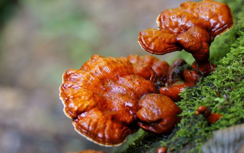 dieu-tri-ung-thu-2312-2-ngoisao.vn-w500-h313 3 TPCN Nano Rocori, Phòng ngừa ung thư, Giảm tác hại ung thư